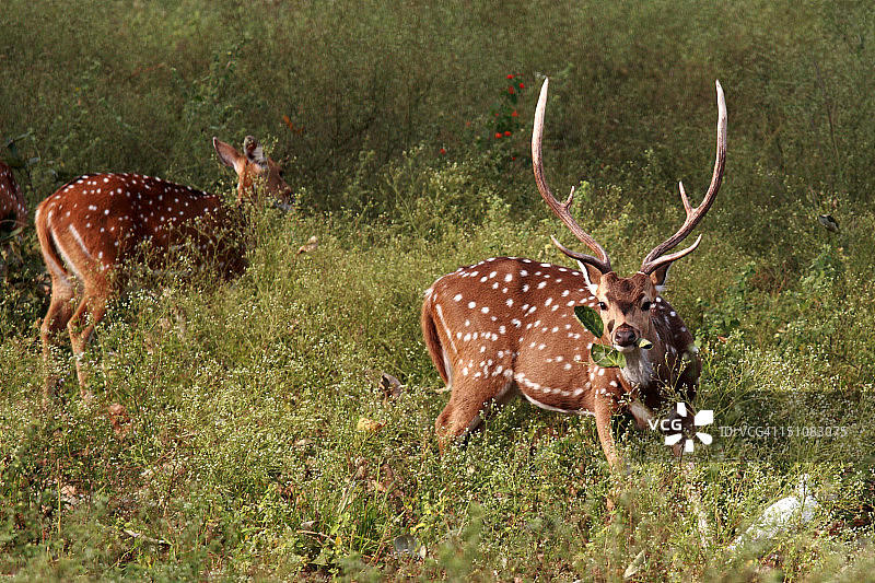 坎哈国家公园的 spotted 鹿图片素材