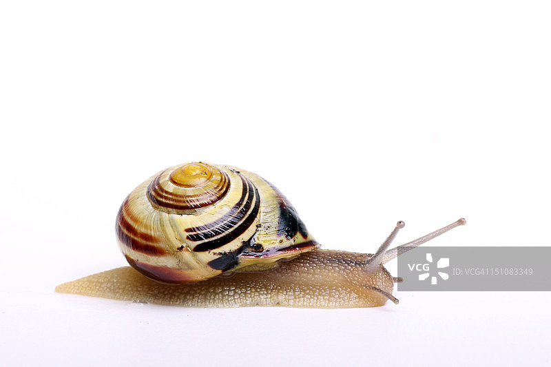 蜗牛图片素材