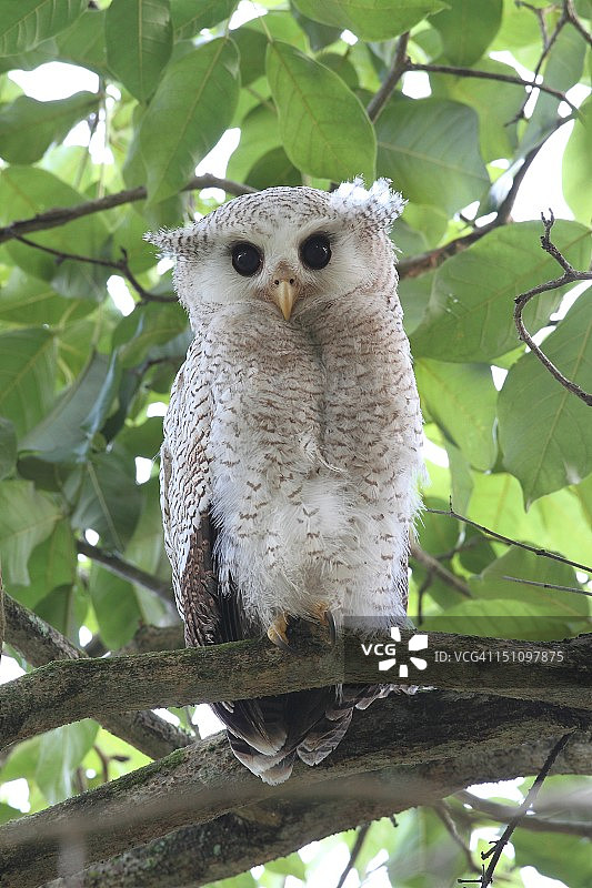 斑纹雕鸮图片素材