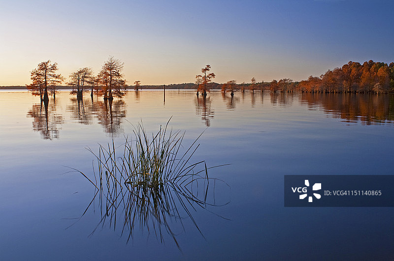 秋季落羽杉树和草地倒影图片素材