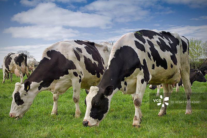 荷斯坦奶牛图片素材