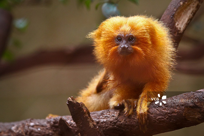 金狮狨猴图片素材