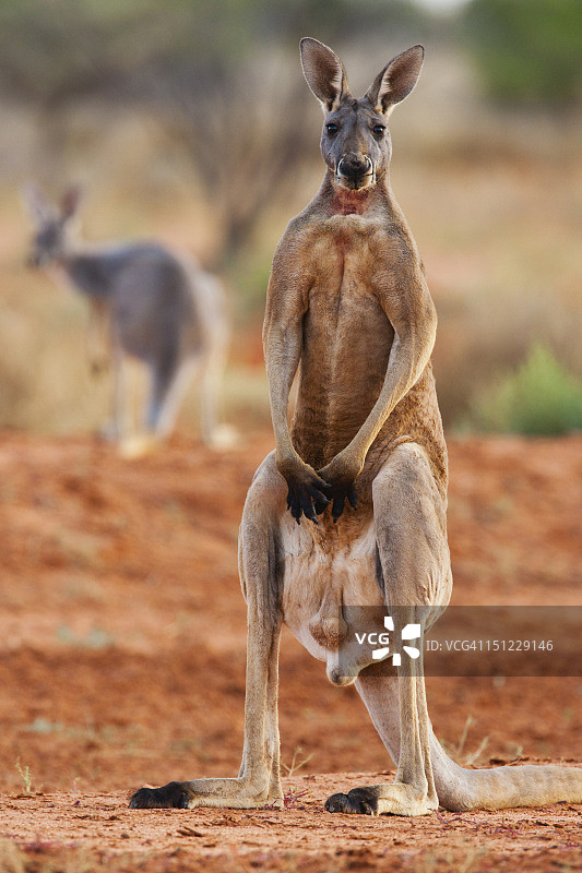 站立的雄性红袋鼠图片素材