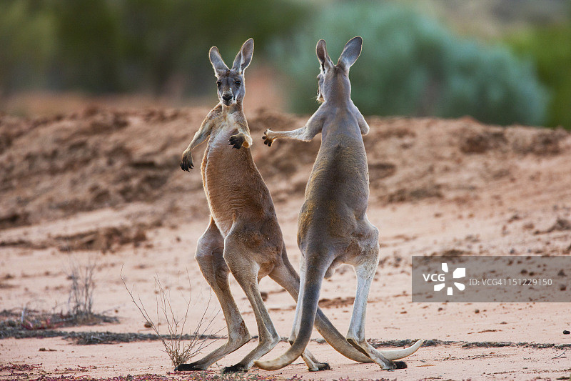 雄性红袋鼠为争夺雌性而战图片素材