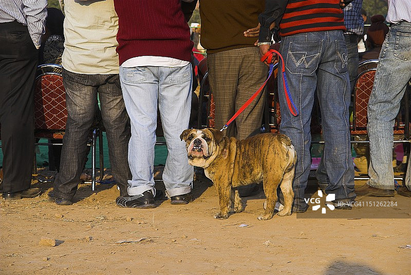 欺负小狗图片素材