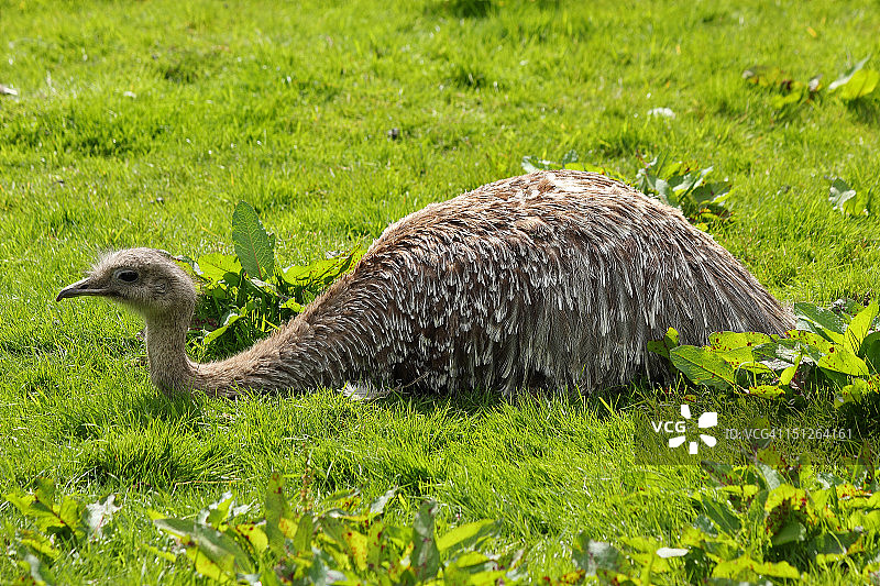 达尔文 Rhea 鸟，南美洲图片素材