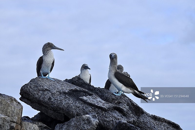 蓝脚鲣鸟图片素材
