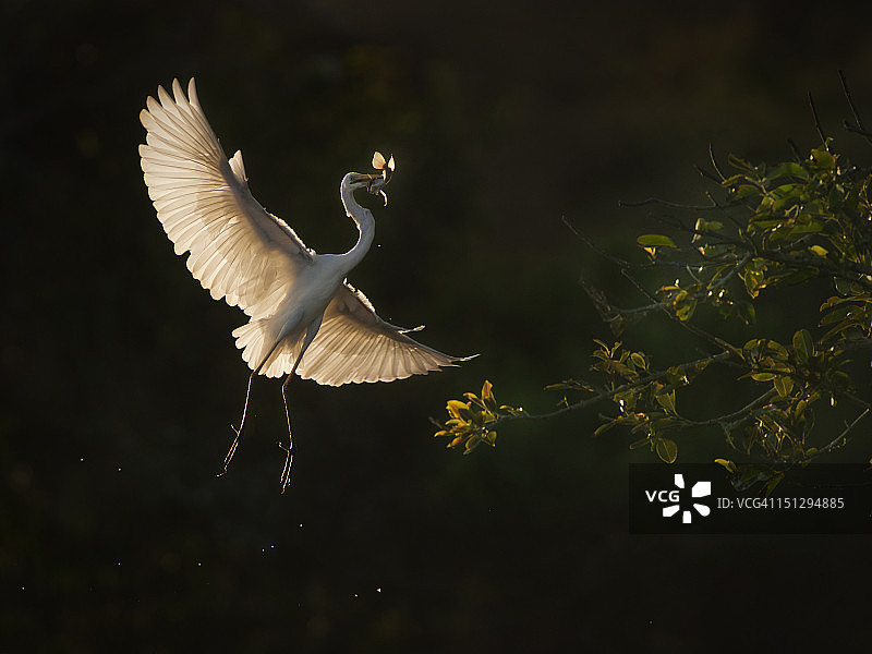 大白鹭图片素材