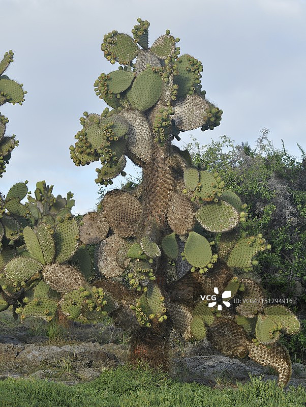 仙人球仙人掌图片素材