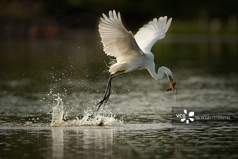 大白鹭图片素材