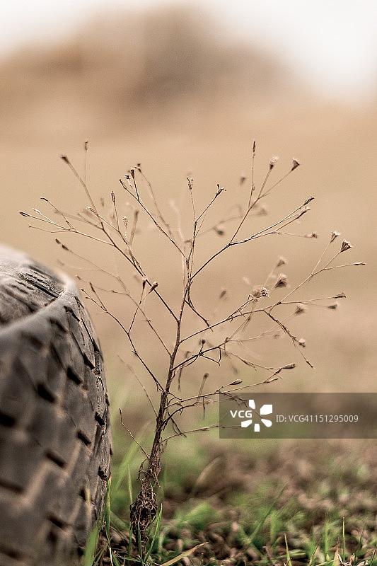 干燥的植物图片素材