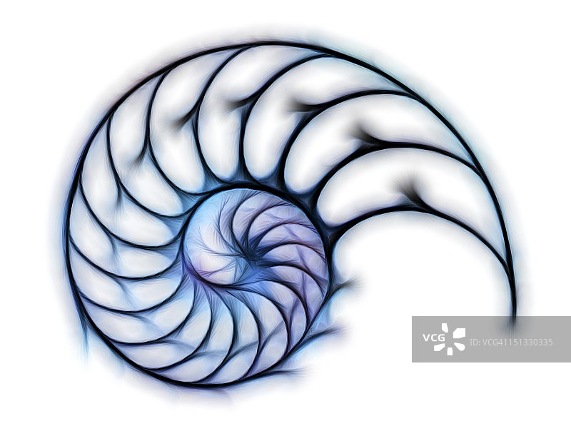 鹦鹉螺的截面，艺术作品图片素材