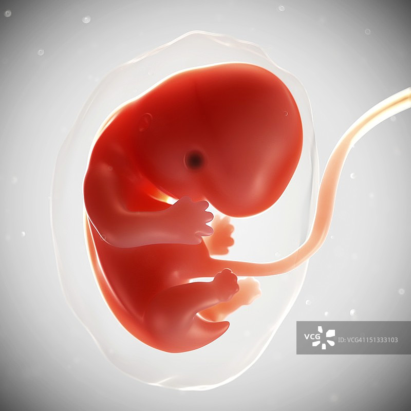 7周大的胎儿图片素材