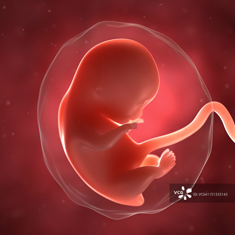 8周大的胎儿图片素材
