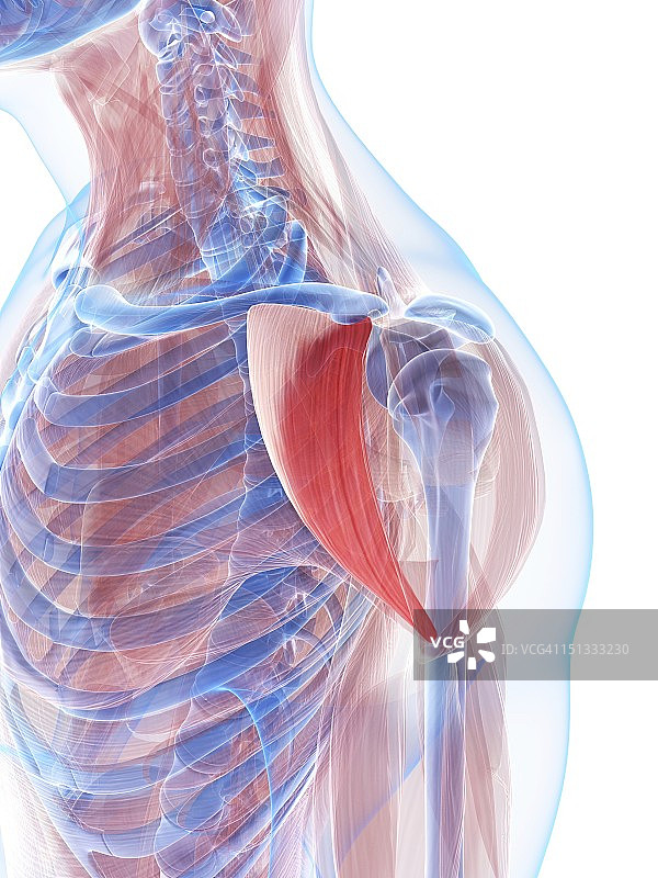 肩部肌肉，艺术作品图片素材