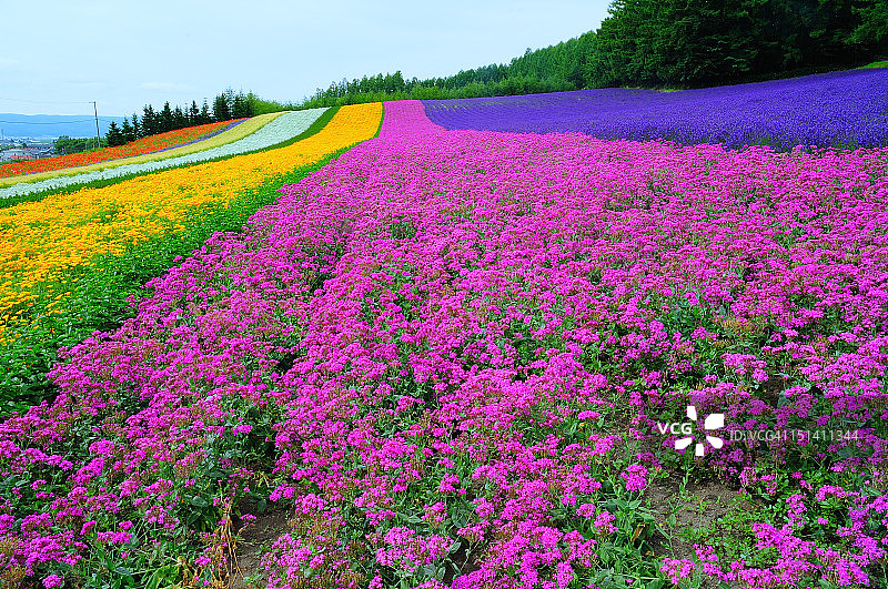 富良野薰衣草季图片素材