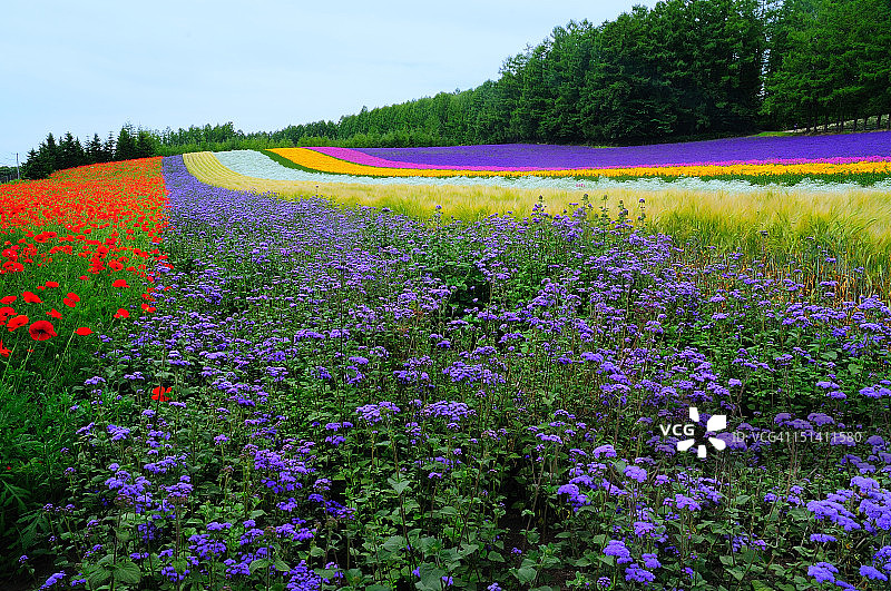 富良野薰衣草田野图片素材