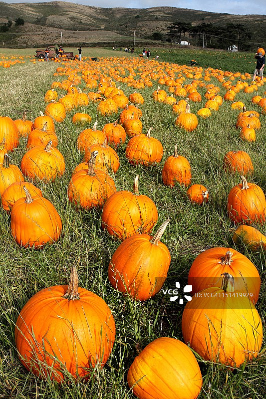 南瓜田图片素材