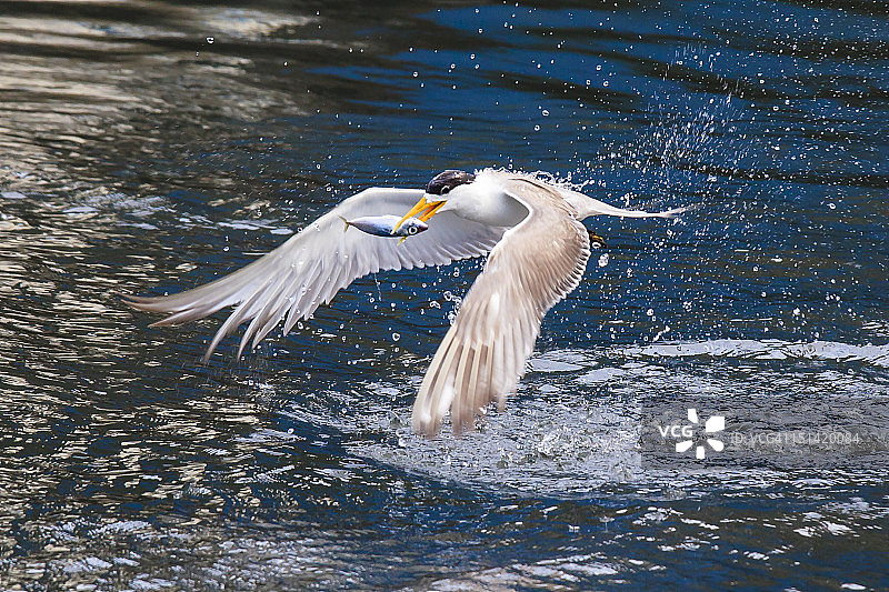 大凤头燕鸥图片素材