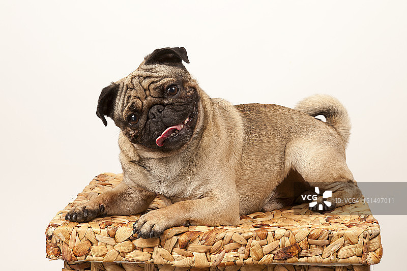 哈巴狗狗图片素材