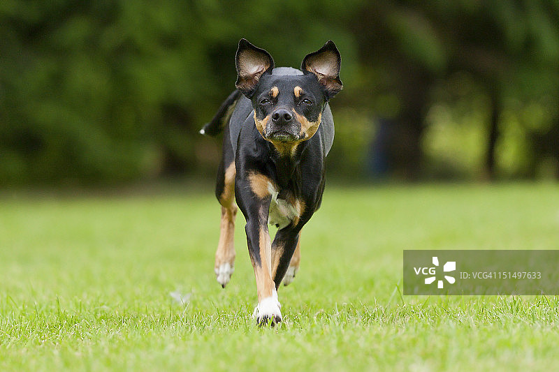 奔跑的迷你杜宾犬图片素材
