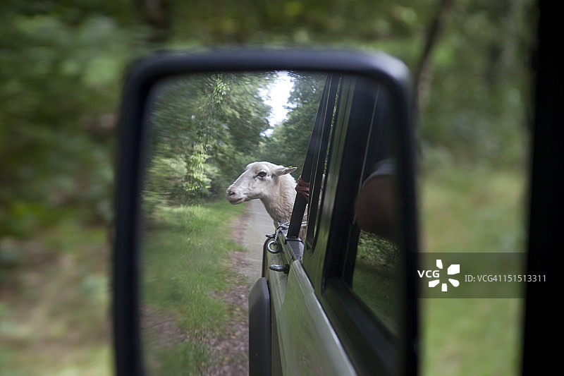镜子里的绵羊图片素材