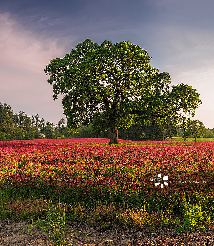 三叶草地中的孤零零的橡树图片素材