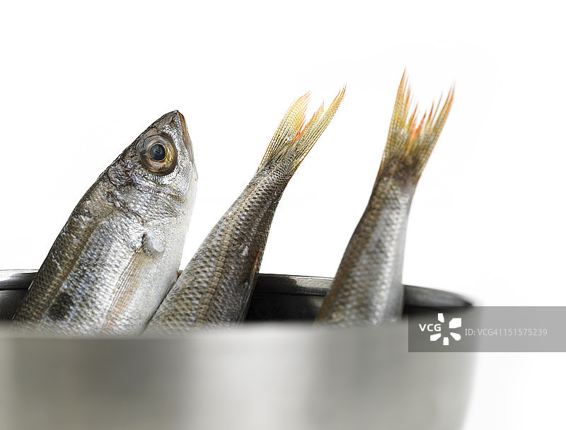 鲱鱼图片素材