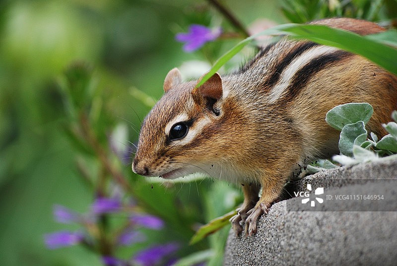 花栗鼠图片素材