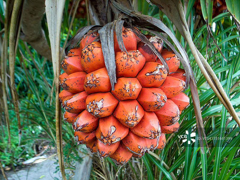 香露兜图片素材