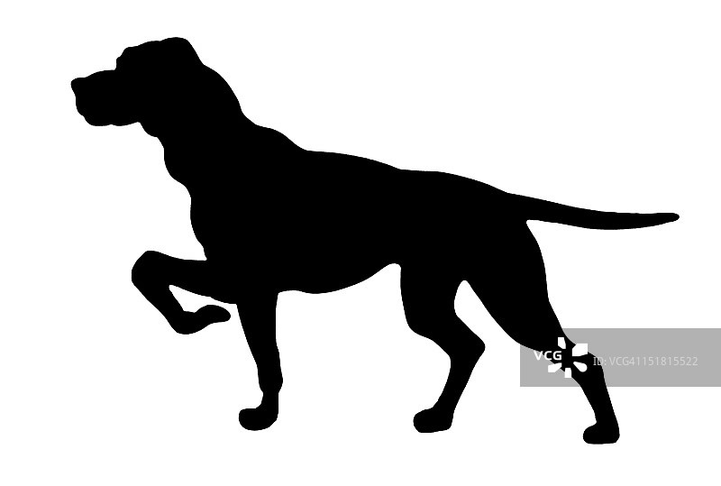 指示犬剪影图片素材