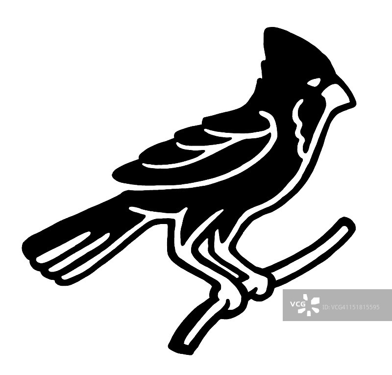 树枝上的北美红雀图片素材