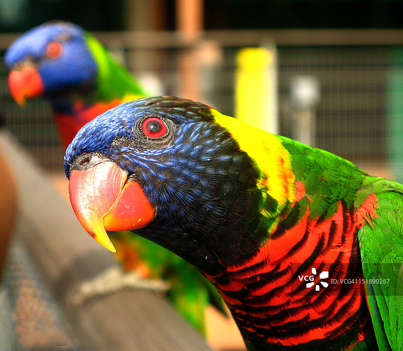 裕廊公园的彩色鸟类图片素材