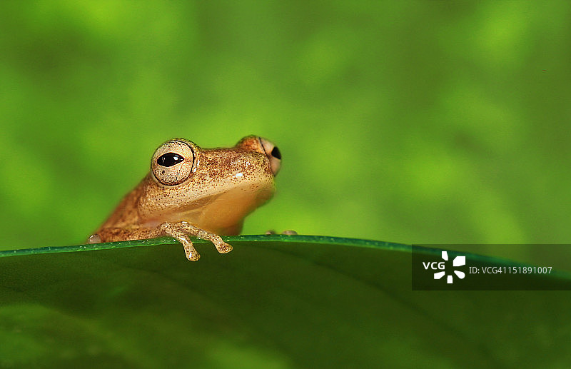 非洲芦苇蛙图片素材