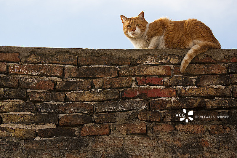 砖墙上的猫图片素材