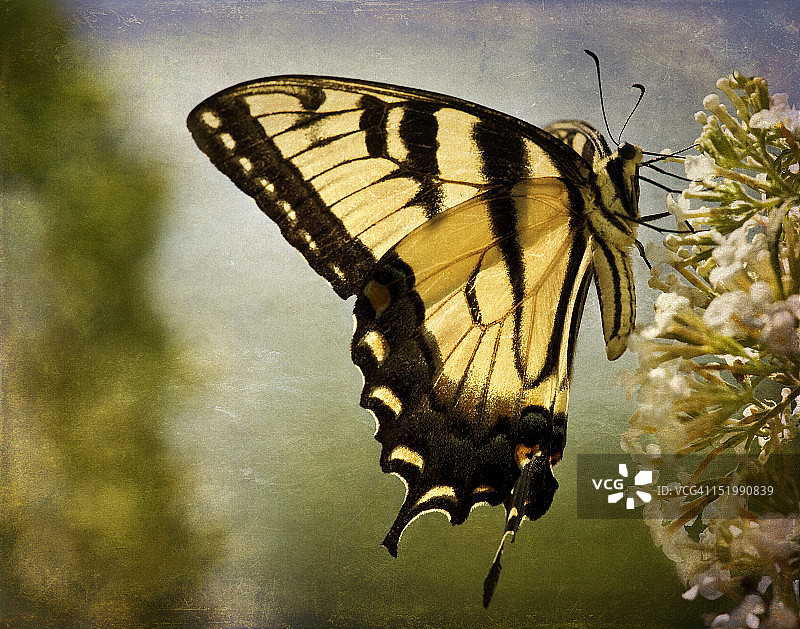 逆光蝴蝶图片素材