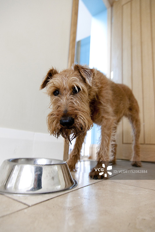 小狗和碗图片素材