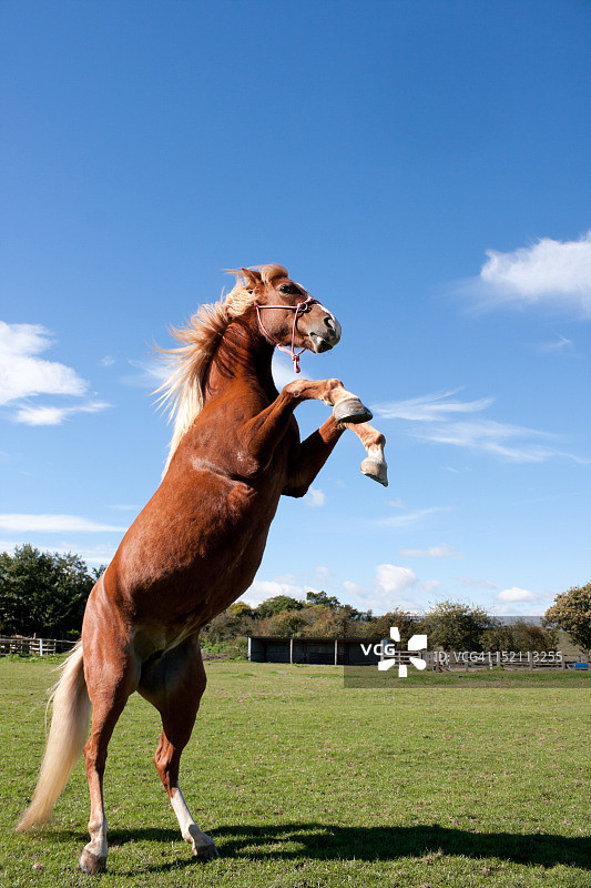 栗色骏马蓝天腾跃，力量之美图片素材
