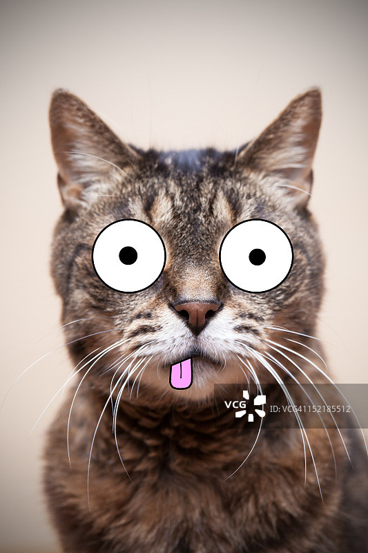 表情滑稽的猫图片素材