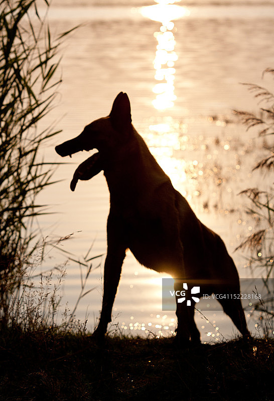 在湖边的狗图片素材