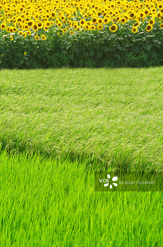 稻田和向日葵图片素材