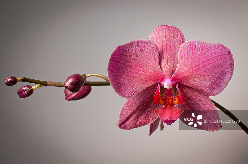 帕莱诺普西斯兰花图片素材