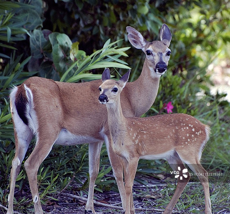 小 Key 鹿图片素材