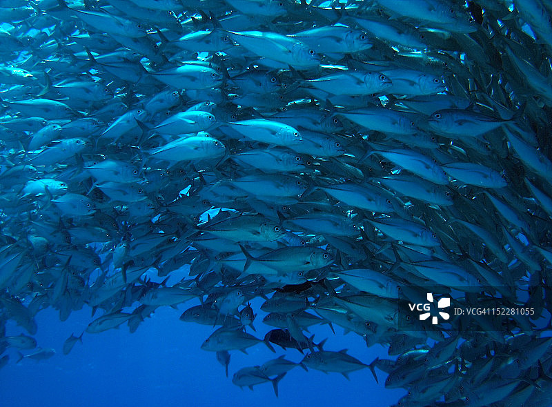 大眼鰤鱼图片素材