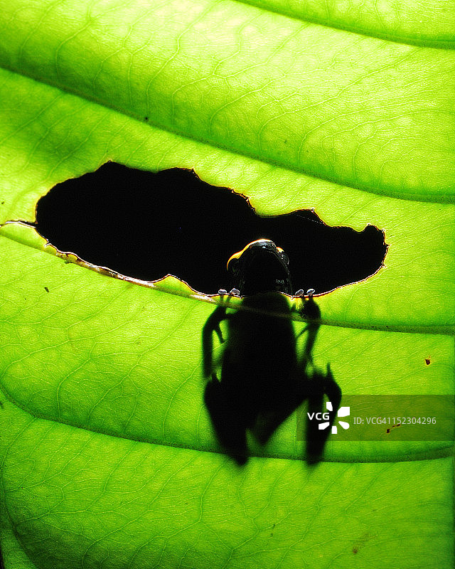 网纹箭毒蛙图片素材