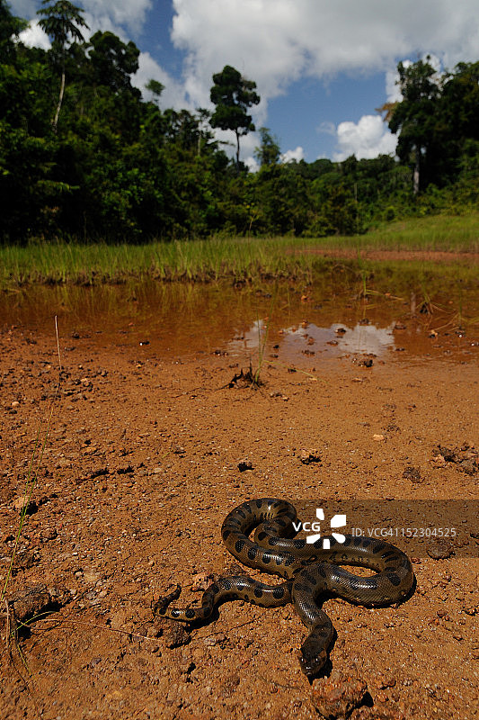 绿水蚺图片素材