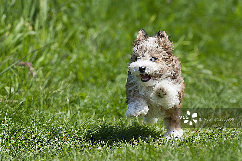 奔跑的小狗图片素材