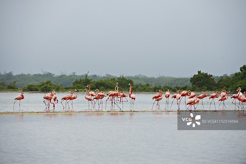 美洲红鹳图片素材