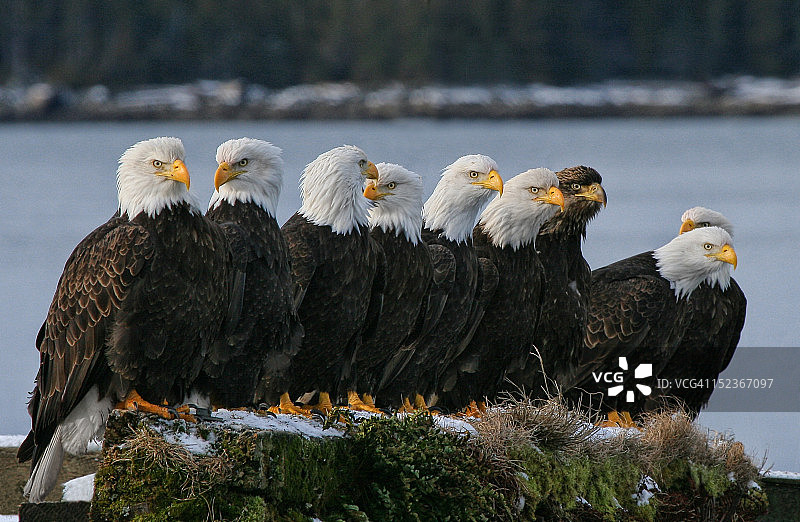 奇怪的球图片素材