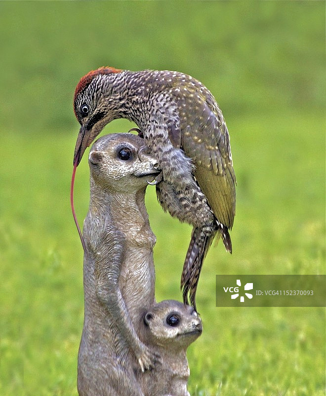 啄木鸟和猫鼬图片素材